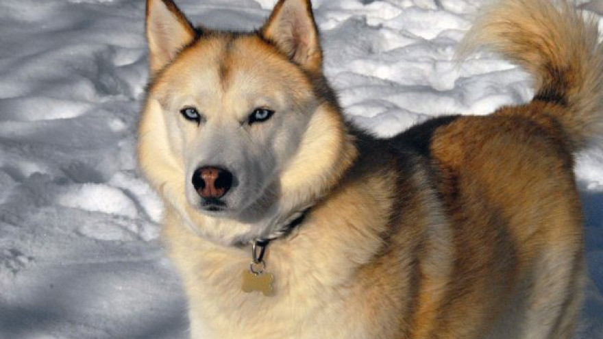 История одной собаки: лайка из Екатеринбурга выжила в ямальской тундре