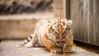 Полицейские Ямала и Югры спасли амурского тигра