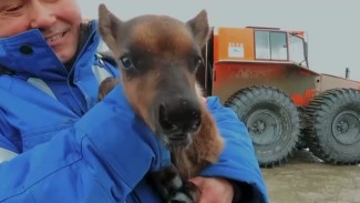 На Ямале рабочий спас потерявшегося новорождённого оленёнка ВИДЕО