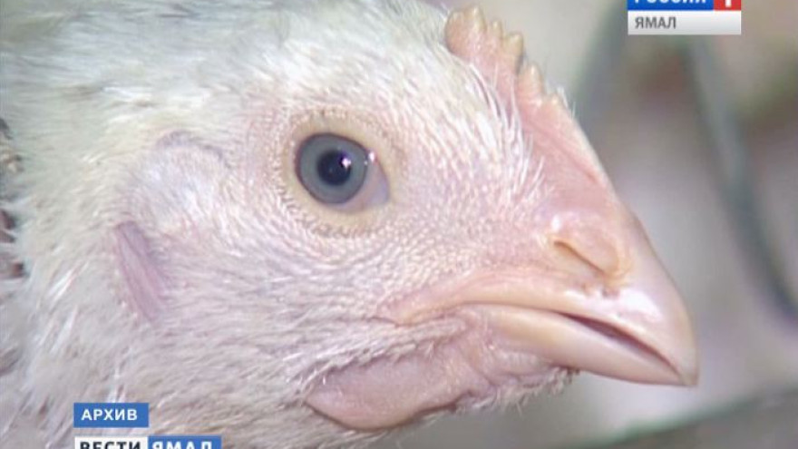 На Ямале хотят возвести целую птицефабрику по выращиванию бройлеров