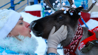 Праздничный визит: олень и лошадь принесли новогоднее настроение ветеринарам Салехарда