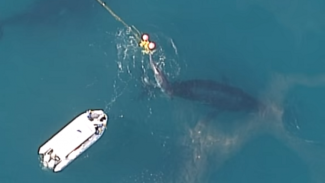 УНИКАЛЬНЫЕ КАДРЫ: Спасение кита из сетей для акул