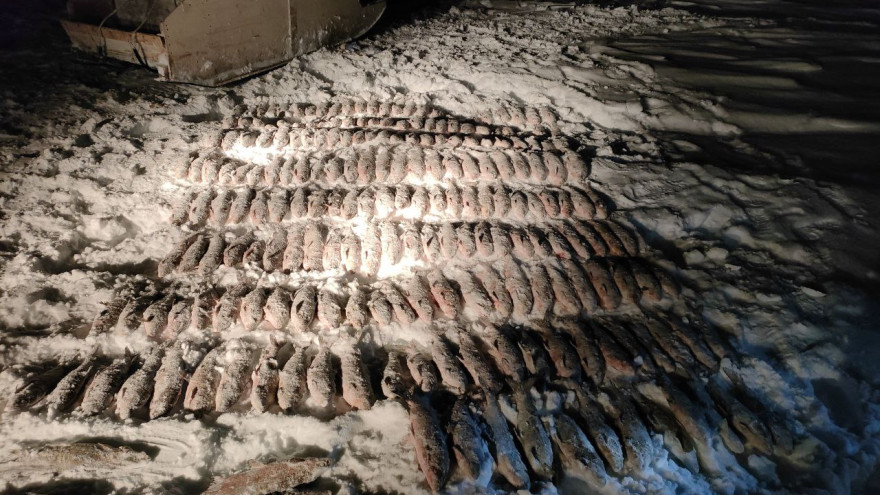 Выловил 270 килограммов ценных пород рыб: на Ямале поймали браконьера
