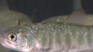 Поймали удачу за хвост. Российские ученые обнаружили в озерах Камчатки неизведанный вид рыб
