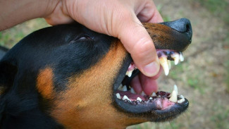 В Новом Уренгое ребенку выплатят 1 млн рублей за укус собаки