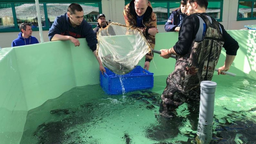 Собские рыбоводы впервые выпустили в Обь партию стерляди