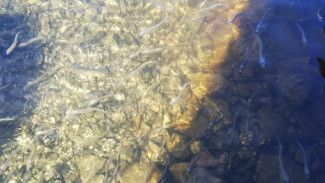 В ямальские реки выпустили более 36 тысяч мальков чира