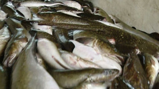 В России ужесточили наказания за незаконный вылов рыбы 
