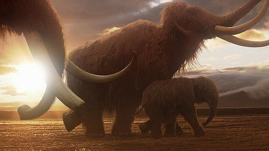 Ученные исследовали ДНК мамонтов и раскрыли тайну исчезновения древних гигантов