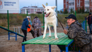 Раздолье для хвостатых: в Салехарде открыли первую площадку для выгула собак