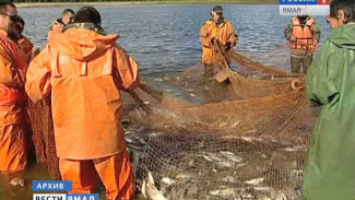 Ямальские рыбаки за полгода выловили более 3 тысяч тонн рыбы