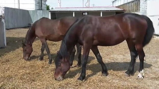 Целительное общение с лошадьми: в Муравленко развивают иппотерапию для особенных детей