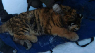 В Приморье ветеринары борются за жизнь тигренка, раненного выстрелом в голову