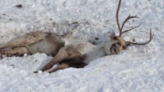 На Ямале олени погибают от истощения: где самая напряжённая ситуация и как с ней борются власти