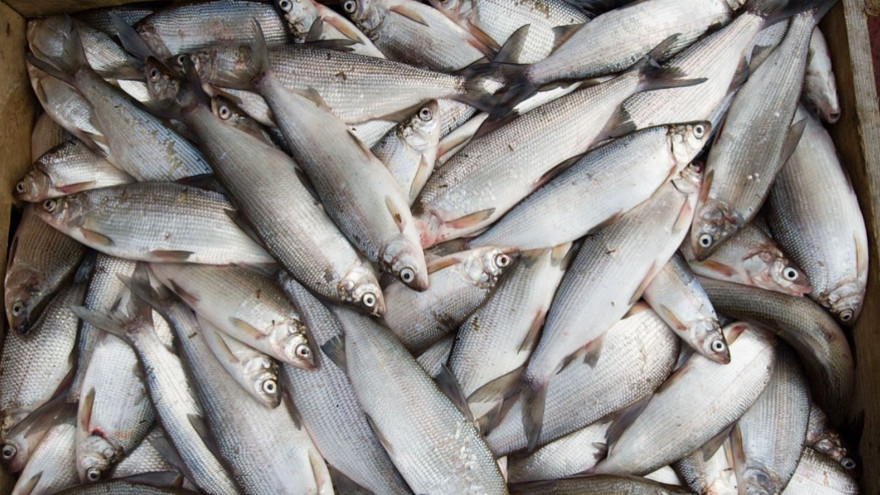 12 тысяч рублей за маленькую рыбку: на ямальских водоемах ищут незаконных добытчиков ряпушки