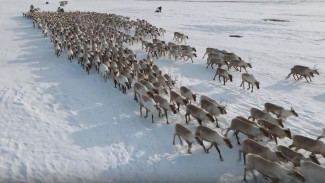 В Ямальском районе оленеводы начали традиционную перевалку через Обь, но помешали минуса