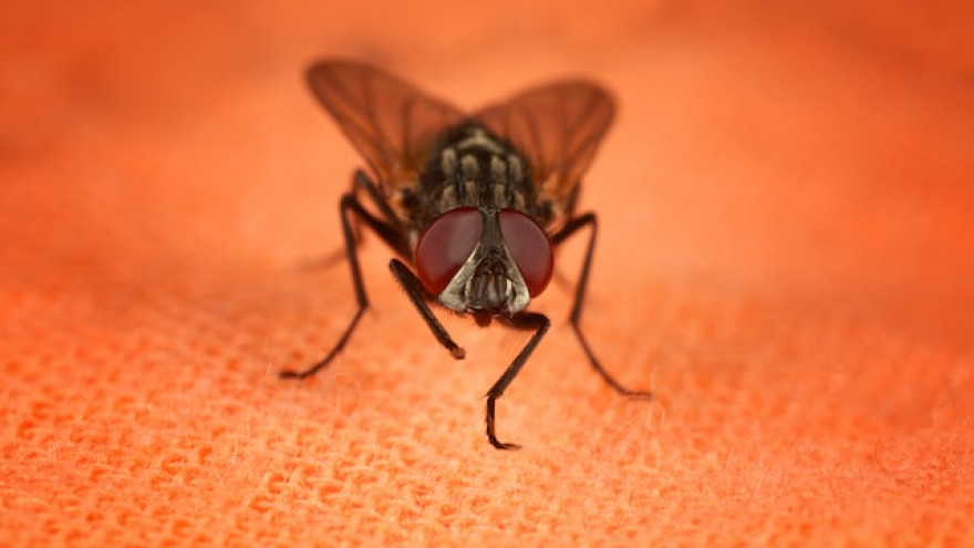 Приметы про мух: хорошие и плохие суеверия про насекомых