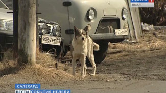 Был бы чип, а хозяин найдется. Насколько эффективна процедура в борьбе с беспризорностью?