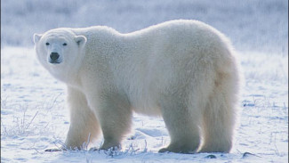 Шкура белого медведя обернулась уголовным делом для новоуренгойца