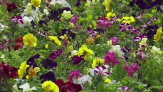 Более 22 тысяч цветов украсят улицы Салехарда предстоящим летом