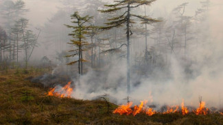 В Тазовском районе горят 9 гектаров. Последние подробности