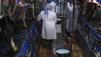 Более 2 тонн молока ежегодно: в свой праздник сельхозработники Ямала поделились тонкостями работы