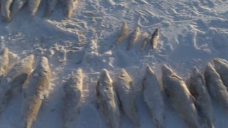 Лёгкая нажива: в Тазовской губе белорыбица, спасаясь от замора, попадает в сети браконьеров