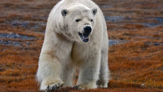 Пришёл в гости и не хочет уходить: на Ямале белый медведь держит в страхе вахтовиков ВИДЕО