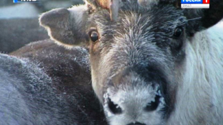 Жизнь северного оленя будут изучать учёные из Чехии