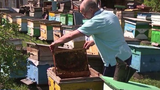 С пользой для души и тела: пасечник из Красноярского края осваивает методы лечения пчёлами