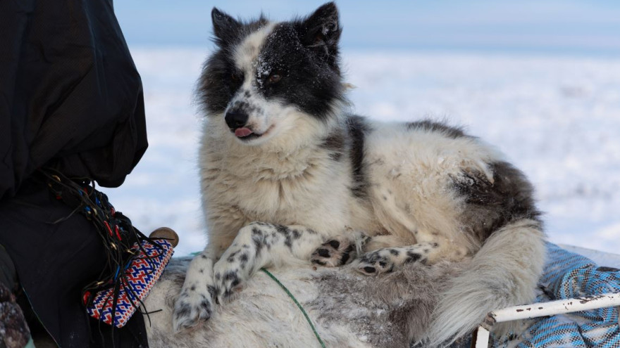 В селе Мужи оленеводы смогут оставить своих собак под присмотром, пока будут сдавать оленину