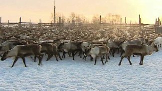 В Тазовском районе завершился первый этап вакцинации оленей против сибирской язвы