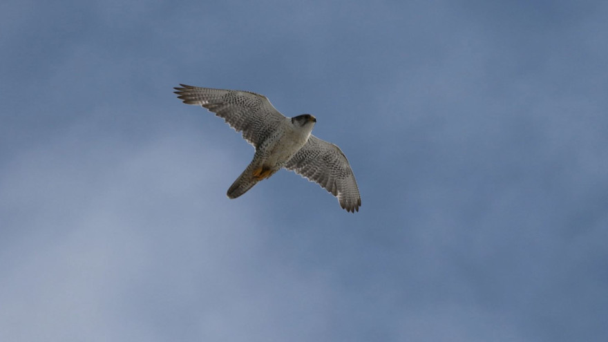 На Ямале реализуют новый проект по исследованию и охране красноскнижных птиц