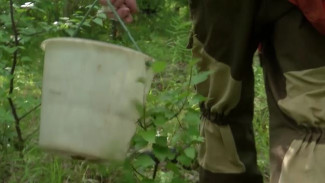 Ушли в лес и пропали: на Ямале спасатели искали заблудившихся грибников