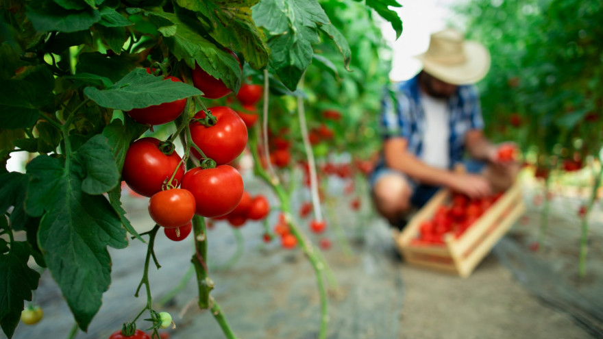 Без химикатов и ГМО: в чем секрет успешного садоводства на Крайнем Севере