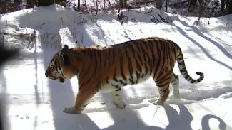 В Приморье в преддверии года тигра готовятся к переписи полосатых