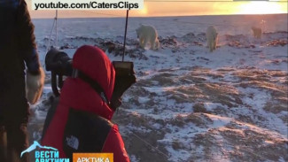 Неожиданная встреча канадских журналистов и белых медведей произошла в Арктике