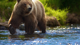 Жив-здоров: пострадавший от нападения медведя тундровик идёт на поправку