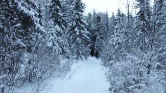 Ямальцев приглашают в лес за новогодними елями