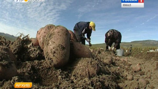 На Ямале собрали рекордный урожай овощей