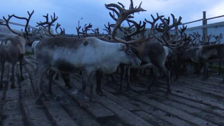 Сезон открыт: на Ямале стартовала кампания по заготовке оленины