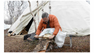 Ученые Ямала и Канады восстановят древние технологии обработки оленьих шкур