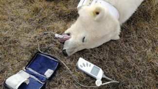 На ямальских белых медведей надели ошейники с датчиками GPS (ВИДЕО)