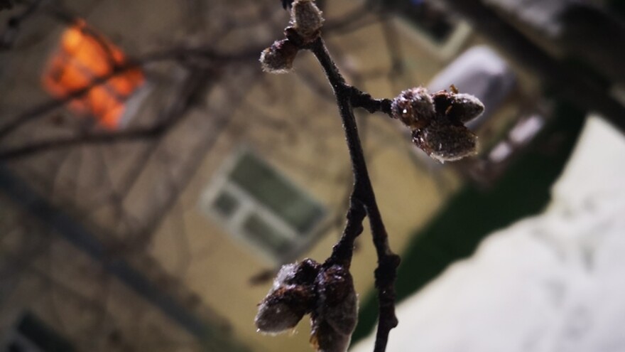 В Ноябрьск пришла весна?