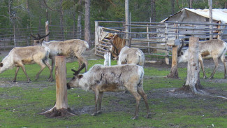 Поголовья оленей становятся меньше: в Красноселькупском районе волки нападают на пастбища 