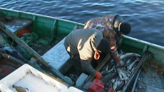 Почему упала зарплата у рыбаков, и какие перспективы в следующем году ждут Аксарковское рыбопромысловое предприятие