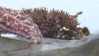 Ежи и моллюски: жители Магадана собирают деликатесы прямо на берегу моря