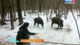 Уникальные кадры. В Анюйском парке кабаны стали совсем ручные