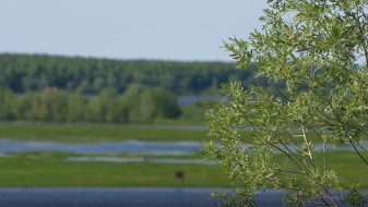 Трагедия на Оби: у села Горки обнаружен утонувший ребенок