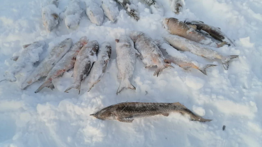 Защитники биоресурсов поймали браконьеров в Шурышкарском и Ямальском районах